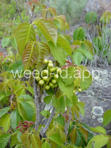 poison-ivy, Rydberg's